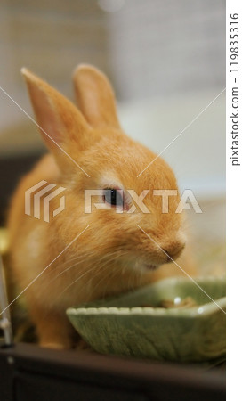 Rabbit while eating 119835316