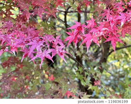 Autumn leaves 119836199