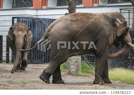 大象舔它的鼻子 大象舔它的鼻子 119836222