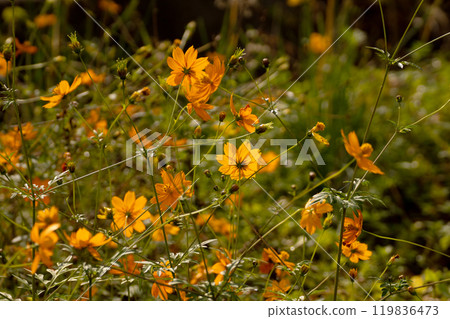 墮落的宇宙宇宙 119836473