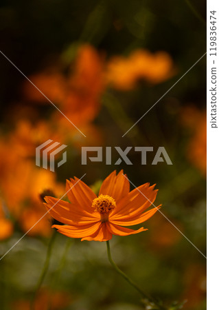 Kibanakosmos特寫鏡頭 Kibanakosmos特寫鏡頭 119836474