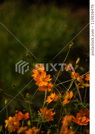 墮落的宇宙宇宙 119836476