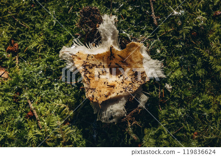 Mushroom in the forest that serves as a food source for animals 119836624