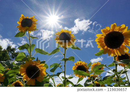 Sunflower blooming towards the sun 119836657