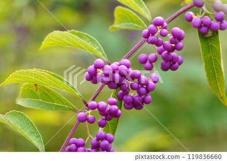Purple berry with purple fruit 119836660