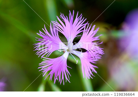 Pink flower dianthus 119836664
