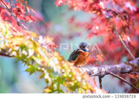 A kingfisher perched on a branch of autumn leaves 119836719