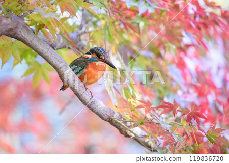Kingfisher in the autumn leaves Kingfisher in the autumn leaves 119836720