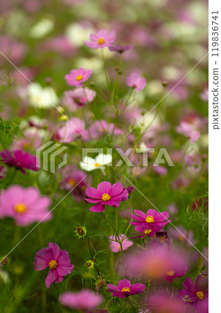 Cosmos field in October 119836741