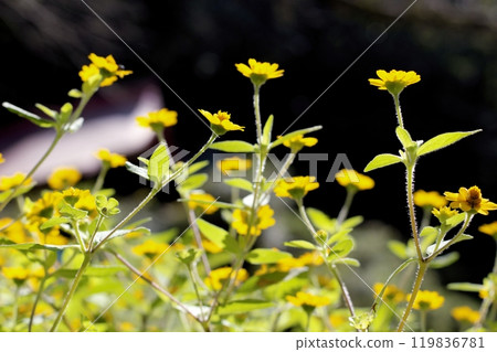 Small yellow flower Melampodium Small yellow flower Melampodium 119836781