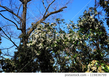 Dwarf tress and trees facing the blue sky [Tsukui, Sagamihara City, March] 119836799