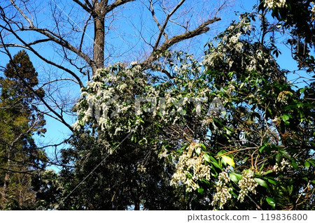 Dwarf tress and trees shining against the blue sky [Tsukui, Sagamihara City, March] 119836800