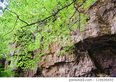 布引觀音參道上的岩壁 119836850