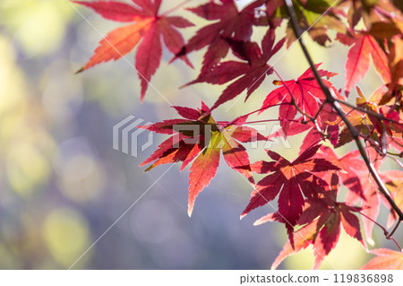 Bright autumn leaves 119836898