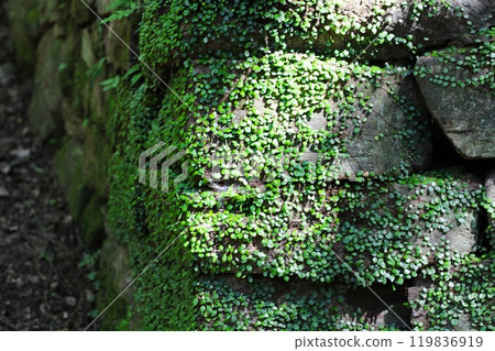 A round-leafed fern growing on a stone wall. Japanese ivy. Japanese ivy growing on a stone wall in the sunlight. A round-leafed fern growing on a stone wall. Japanese ivy. Japanese ivy growing on a stone wall in the sunlight. 119836919