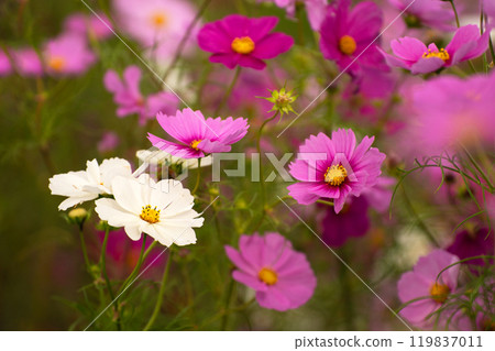 Cosmos field in October 119837011