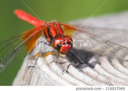Nekitombo (male) 119837060