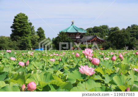 上野公園不忍池荷花盛開的景色 上野公園不忍池荷花盛開的景色 119837083