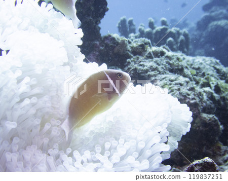 Pink anemonefish on a bleached sea anemone 119837251