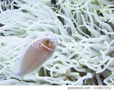 Pink anemonefish on a bleached sea anemone Pink anemonefish on a bleached sea anemone 119837252