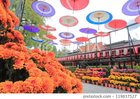 茨城縣笠間市笠間稻荷神社菊花祭的傘空，日本傘與菊花的情感景觀 119837527