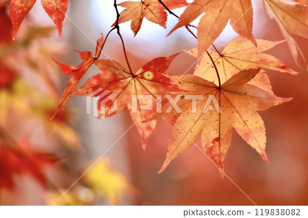 Image of autumn in japan 119838082