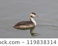The Crested Grebe has a gorgeous pink beak 119838314
