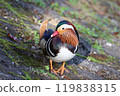 A male mandarin duck resting on a cliff 119838315