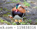 A male mandarin duck inflated like a ball 119838316