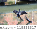 Cormorant drying its wings 119838317