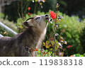 A Japanese serow smelling a red rose 119838318