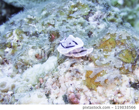 Misole Umizushi 119838566