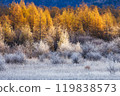 Trees covered in hoarfrost bathing in the morning sun 119838573