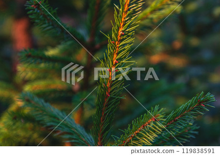 Christmas tree background Christmas card with sunlight 119838591
