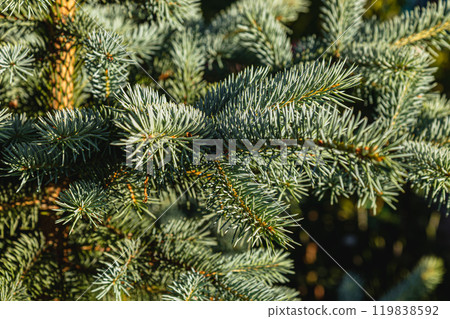 Blue Christmas tree background for Christmas card with sunlight 119838592