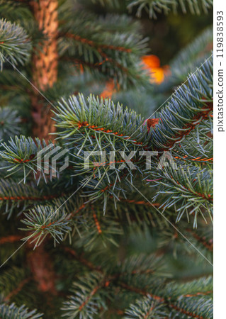 Christmas tree background Christmas card with sunlight 119838593