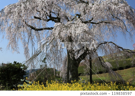 Scenery of cherry blossoms and rape blossoms blooming in Satoyama 119838597