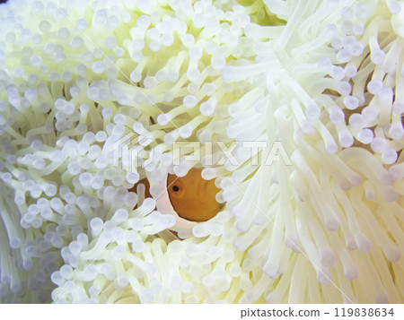 Clownfish in a bleached sea anemone 119838634
