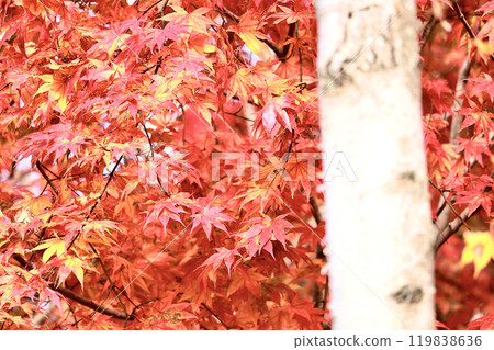 Autumn leaves and images of Hokkaido in autumn 119838636