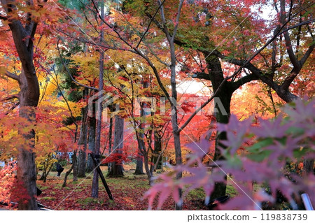 The colorful autumn leaves at Eikando Temple create a striking contrast The colorful autumn leaves at Eikando Temple create a striking contrast 119838739