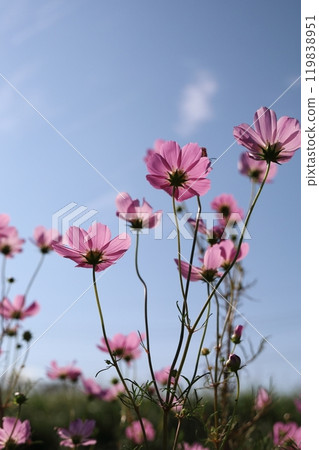 開花往天空的波斯菊 開花往天空的波斯菊 119838951