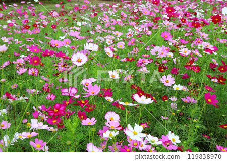 Dancing in a cosmos field 119838970