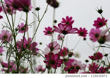 Cosmos looking up at the sky 119838972