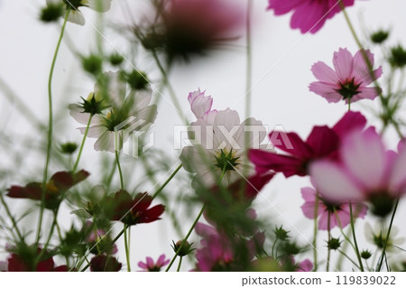 宇宙波斯菊對背光透明 119839022