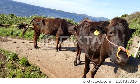 A relaxing spot on Ojika Island: Free-range cows at Nagasakibana 119839320