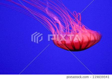 A fantastic red sea nettle swimming against a deep blue background A fantastic red sea nettle swimming against a deep blue background 119839341
