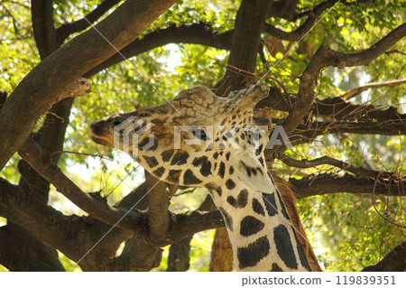 A close-up of a reticulated giraffe peeking out from between the branches and leaves of a tree A close-up of a reticulated giraffe peeking out from between the branches and leaves of a tree 119839351