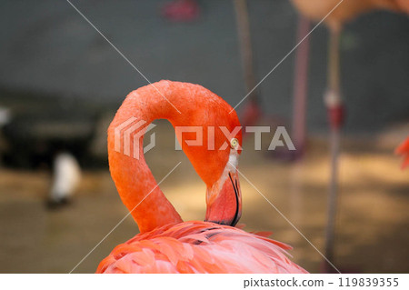 A beautiful flamingo rests its vibrant pink wings at the zoo 119839355