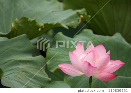 夏日池塘裡盛開著美麗的粉紅色蓮花 119839361