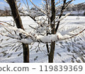 樹枝上的雪和腳印 119839369